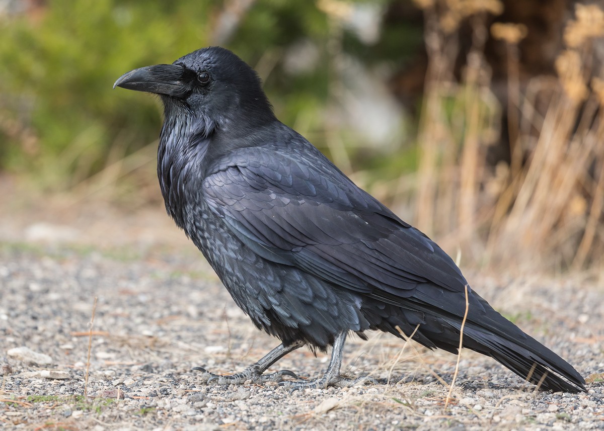 Common Raven - ML52495321