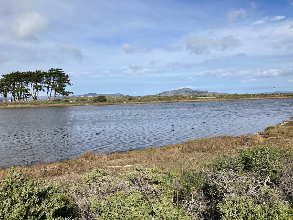 Greater Scaup - ML524953341