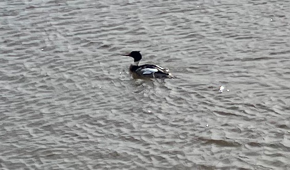 Red-breasted Merganser - ML524953351