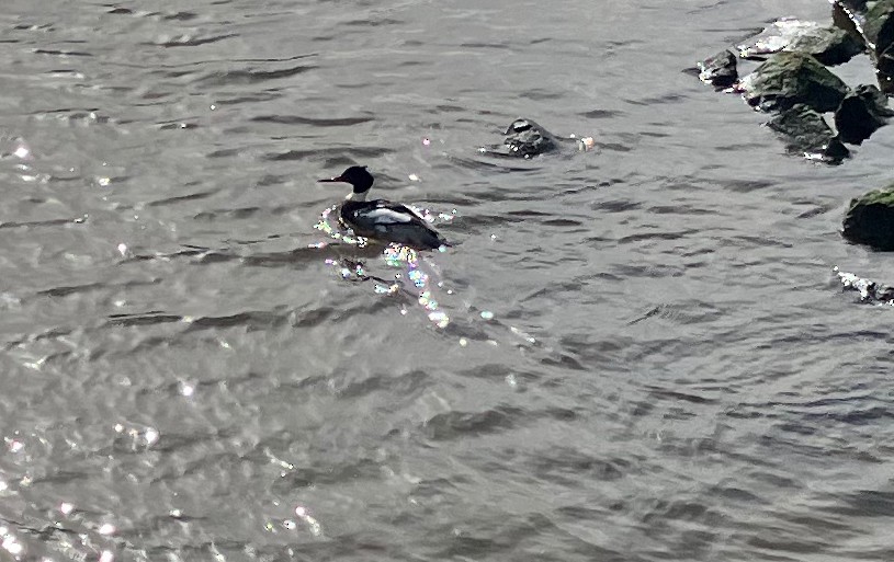 Red-breasted Merganser - Keith Schreer