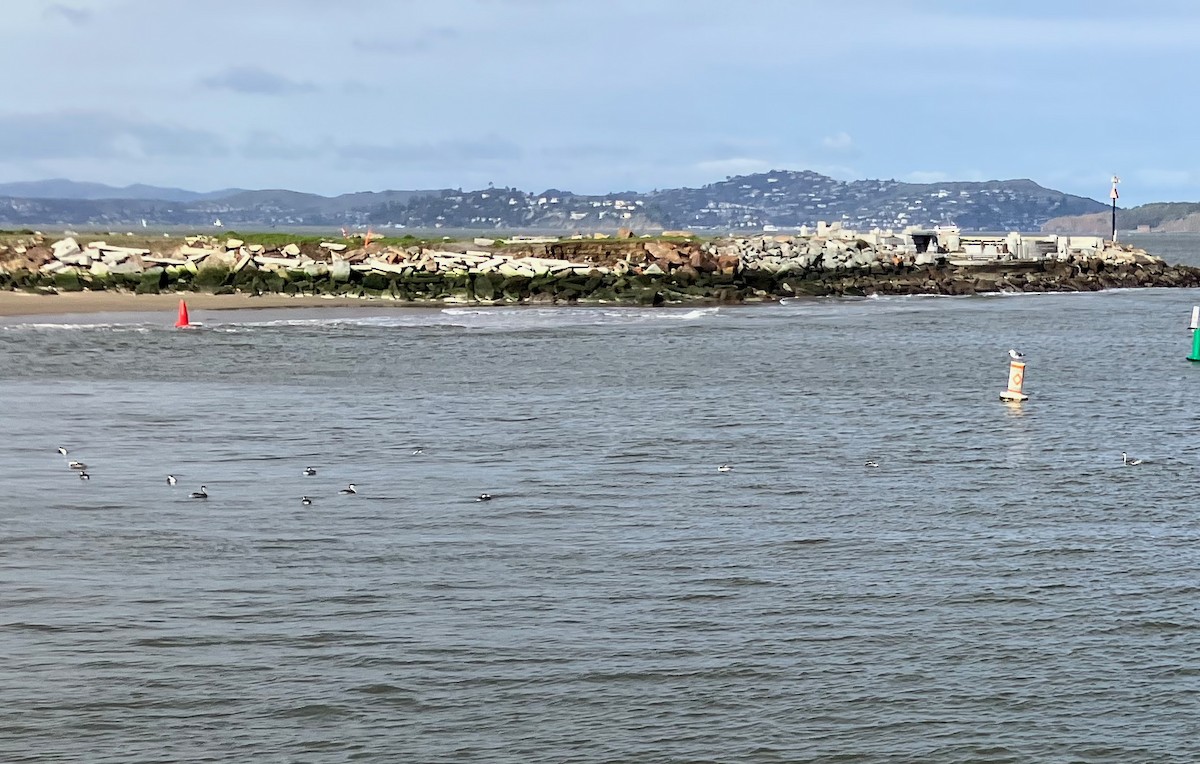 Western Grebe - ML524953481