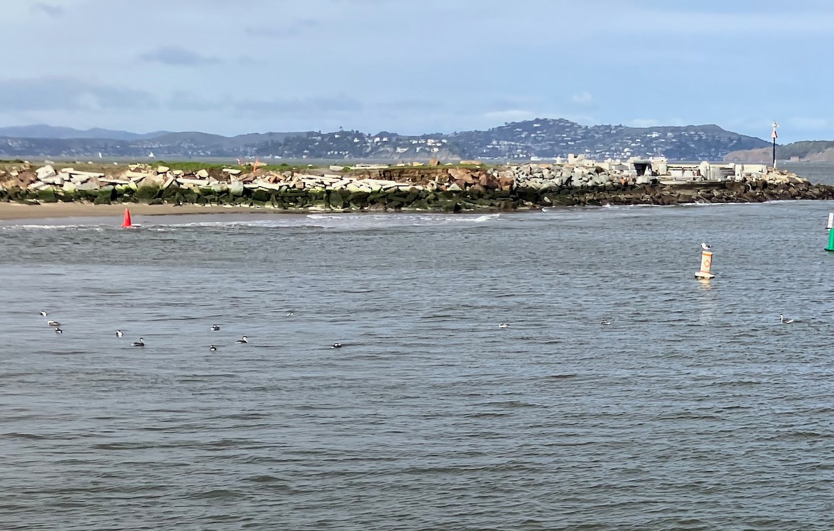 Western Grebe - ML524953481