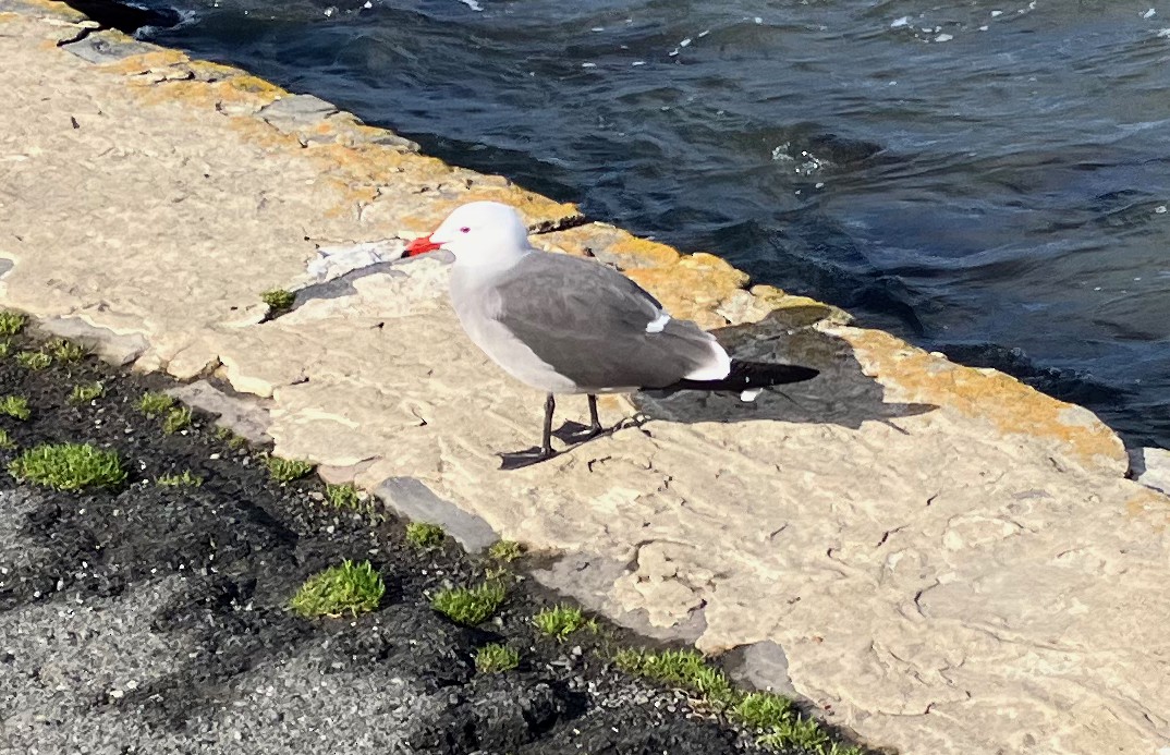 racek mexický - ML524953611