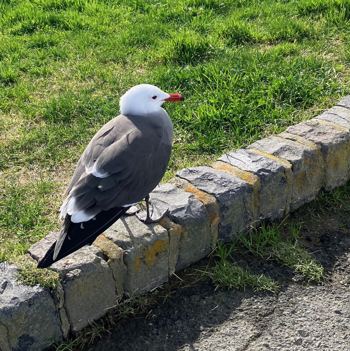 Heermann's Gull - ML524953621