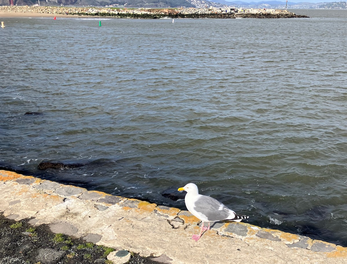 racek jezerní - ML524953701