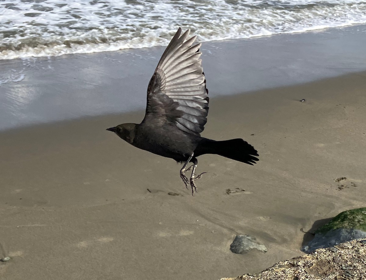 Brewer's Blackbird - ML524953891