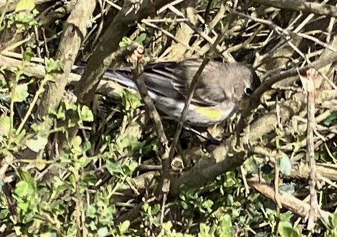 Yellow-rumped Warbler - ML524953921