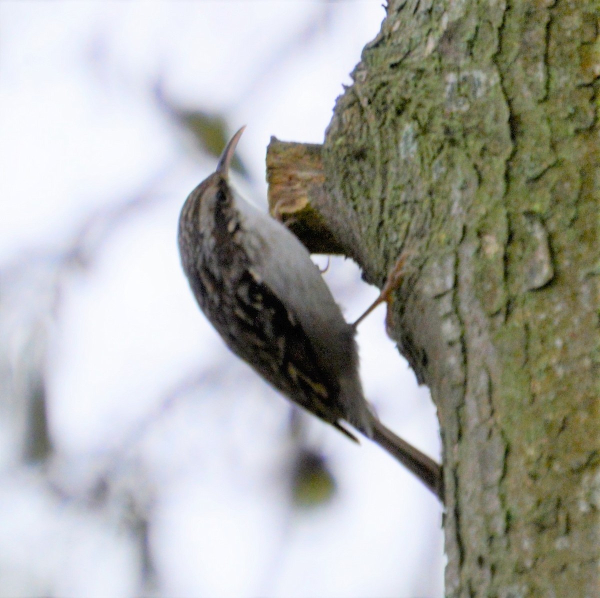 Short-toed Treecreeper - ML524954361