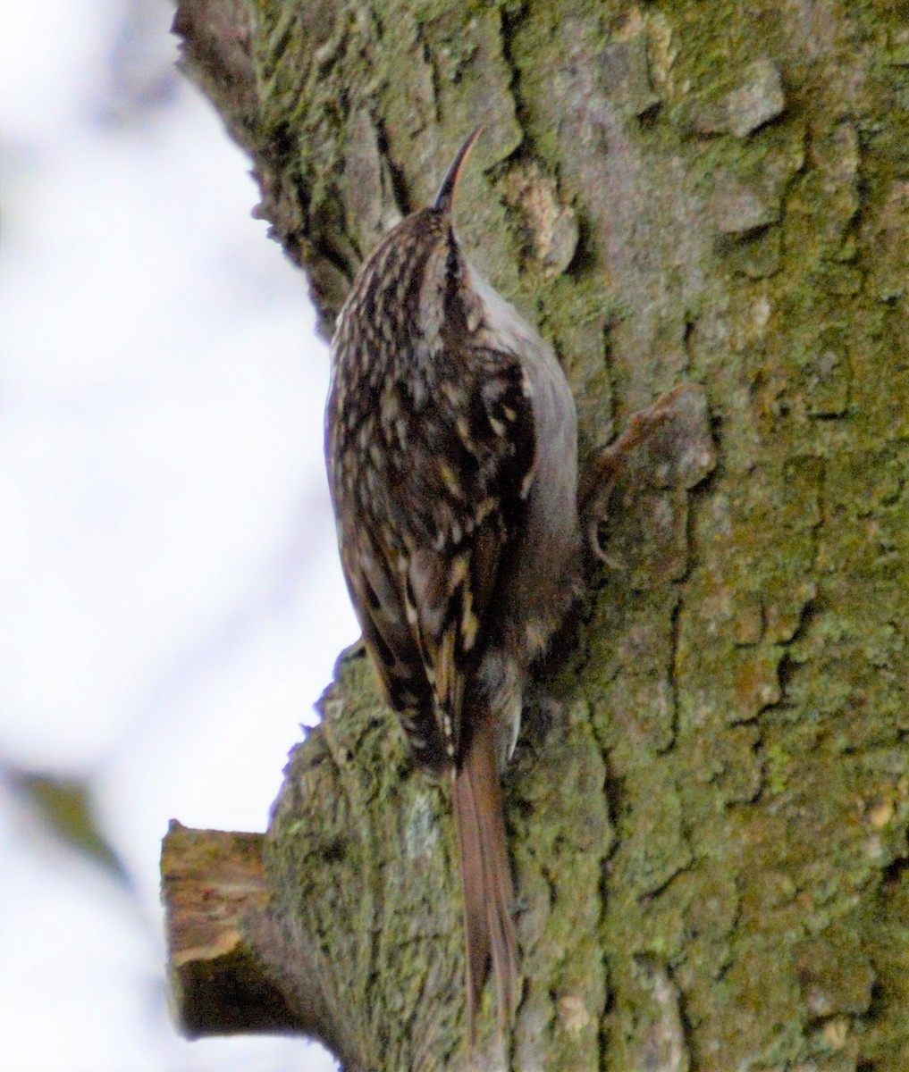 Short-toed Treecreeper - ML524954411
