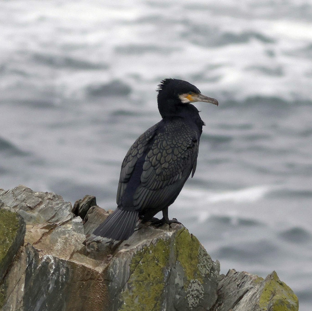 Great Cormorant - ML524955791