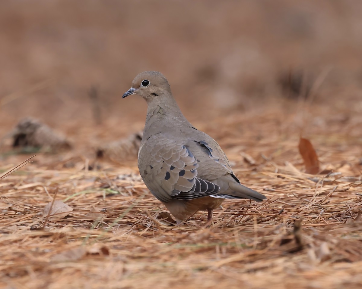 Mourning Dove - ML524955881
