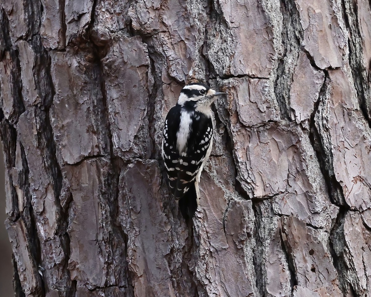 Downy Woodpecker - ML524955961