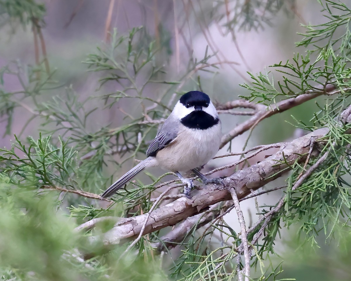 Carolina Chickadee - ML524956001