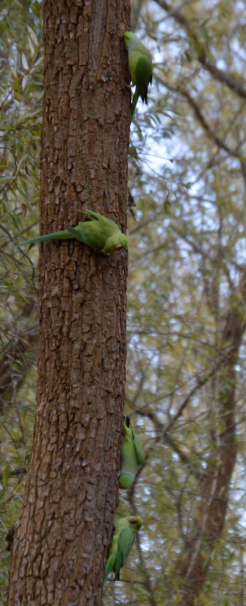 Rose-ringed Parakeet - ML524956091
