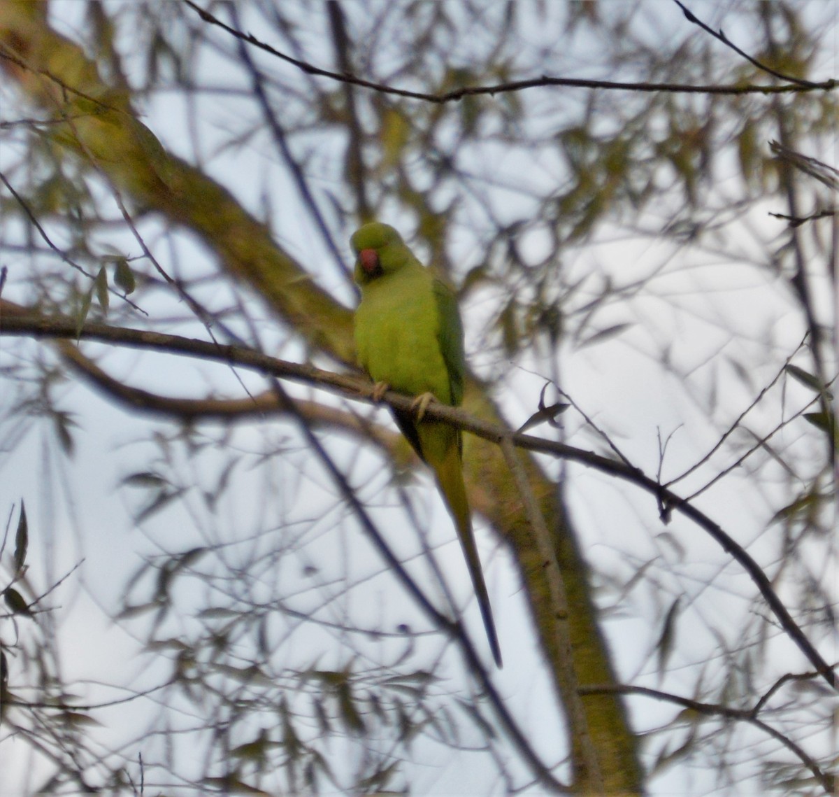 Rose-ringed Parakeet - ML524956101