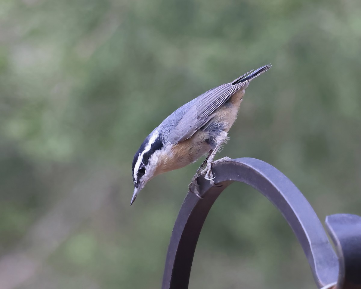 Red-breasted Nuthatch - ML524956151