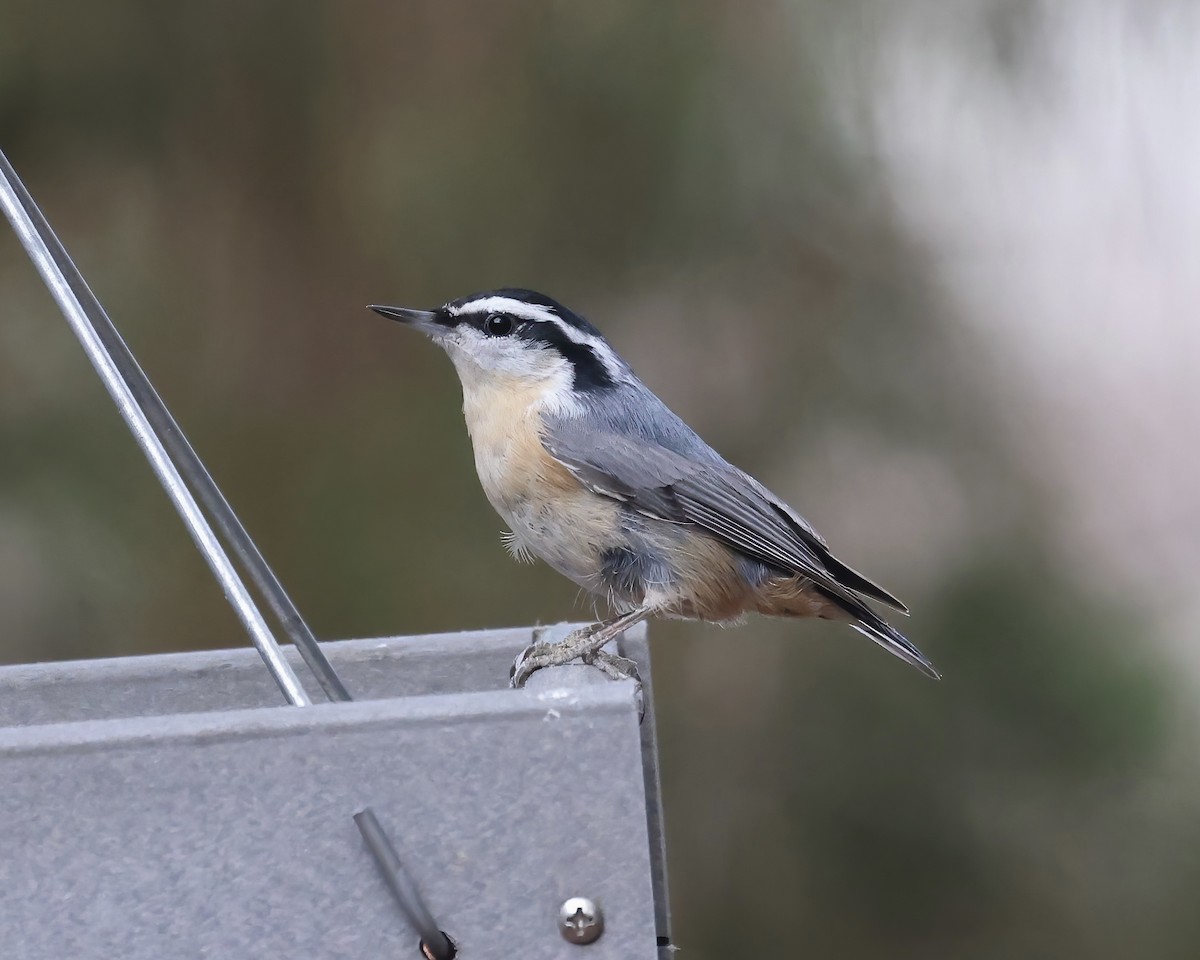 Red-breasted Nuthatch - ML524956161