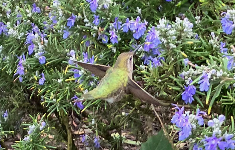 Anna's Hummingbird - Keith Schreer