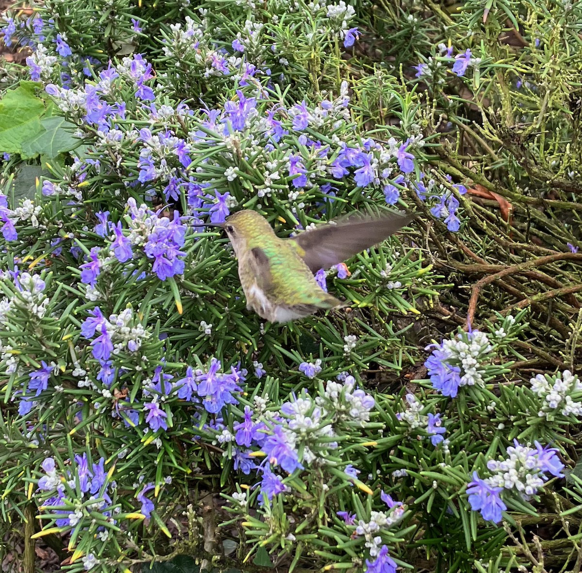 Anna's Hummingbird - ML524956221