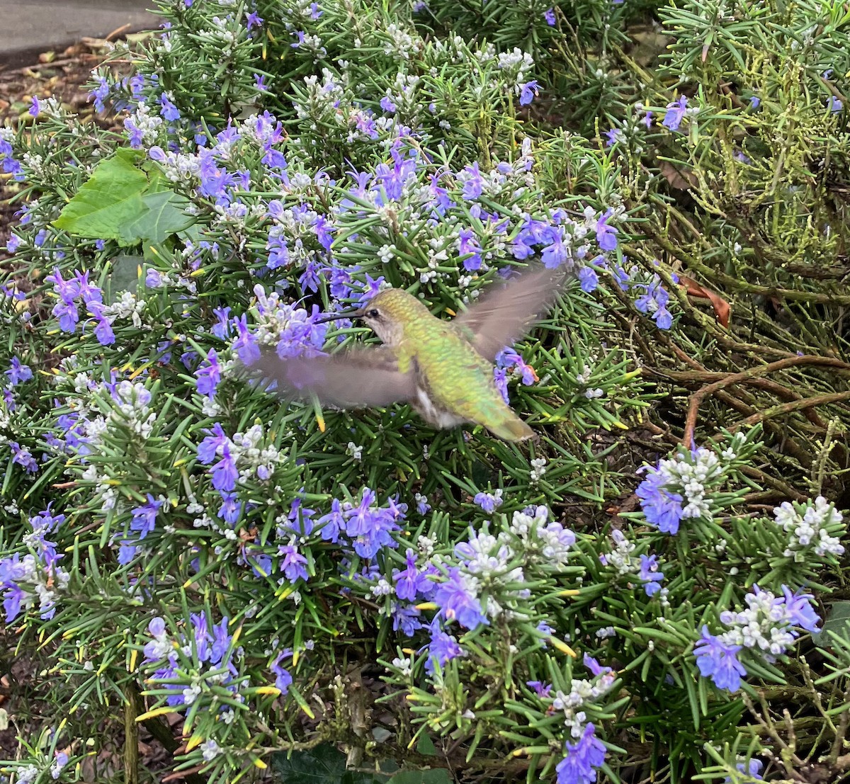 kalypta růžovohlavá - ML524956231