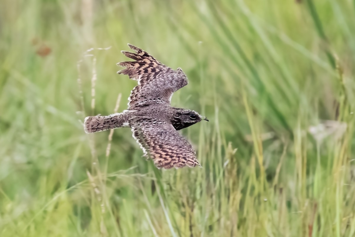 Sickle-winged Nightjar - ML524956251