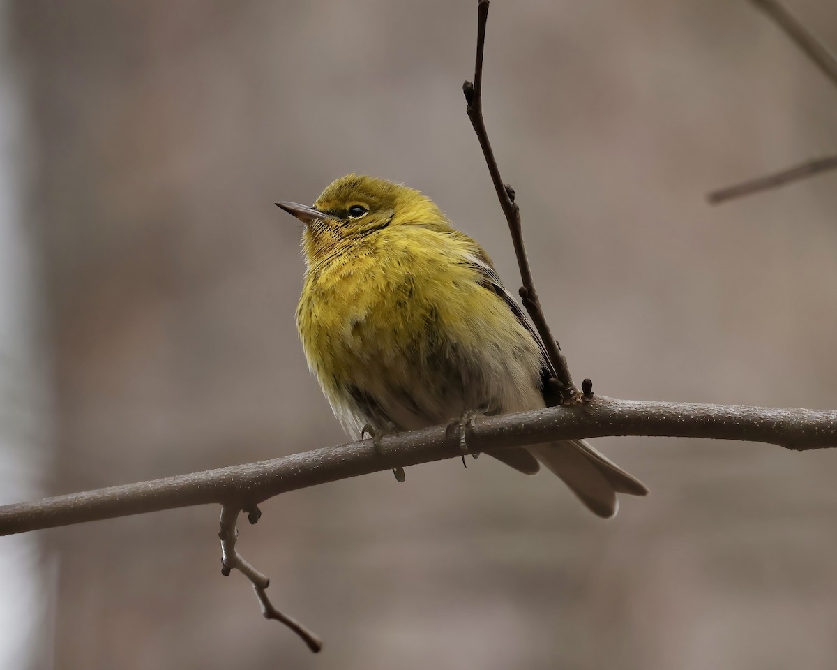 Pine Warbler - ML524956321
