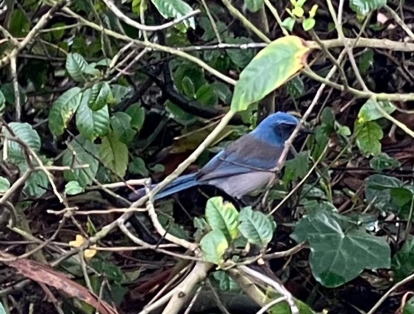 California Scrub-Jay - ML524956361