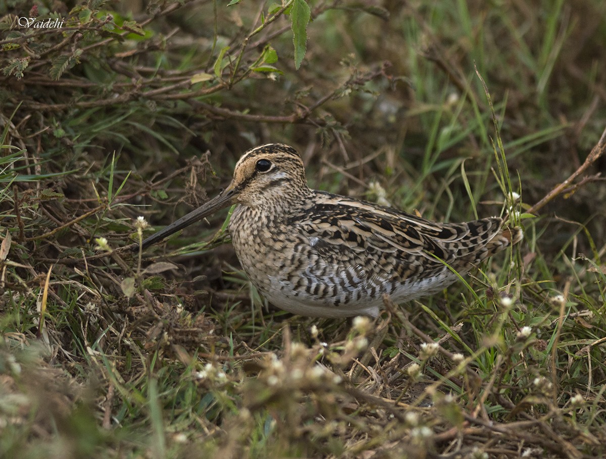 Common Snipe - ML52495661