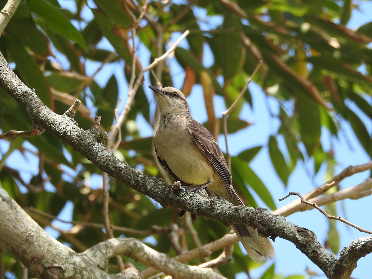 Chalk-browed Mockingbird - Natalia Villar