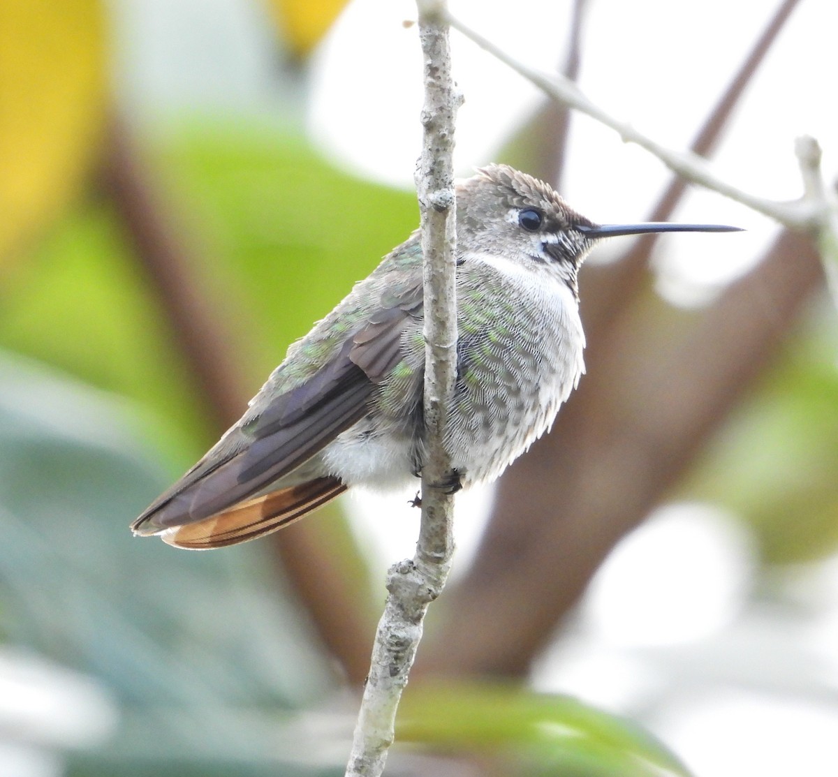 Anna's Hummingbird - ML524958691