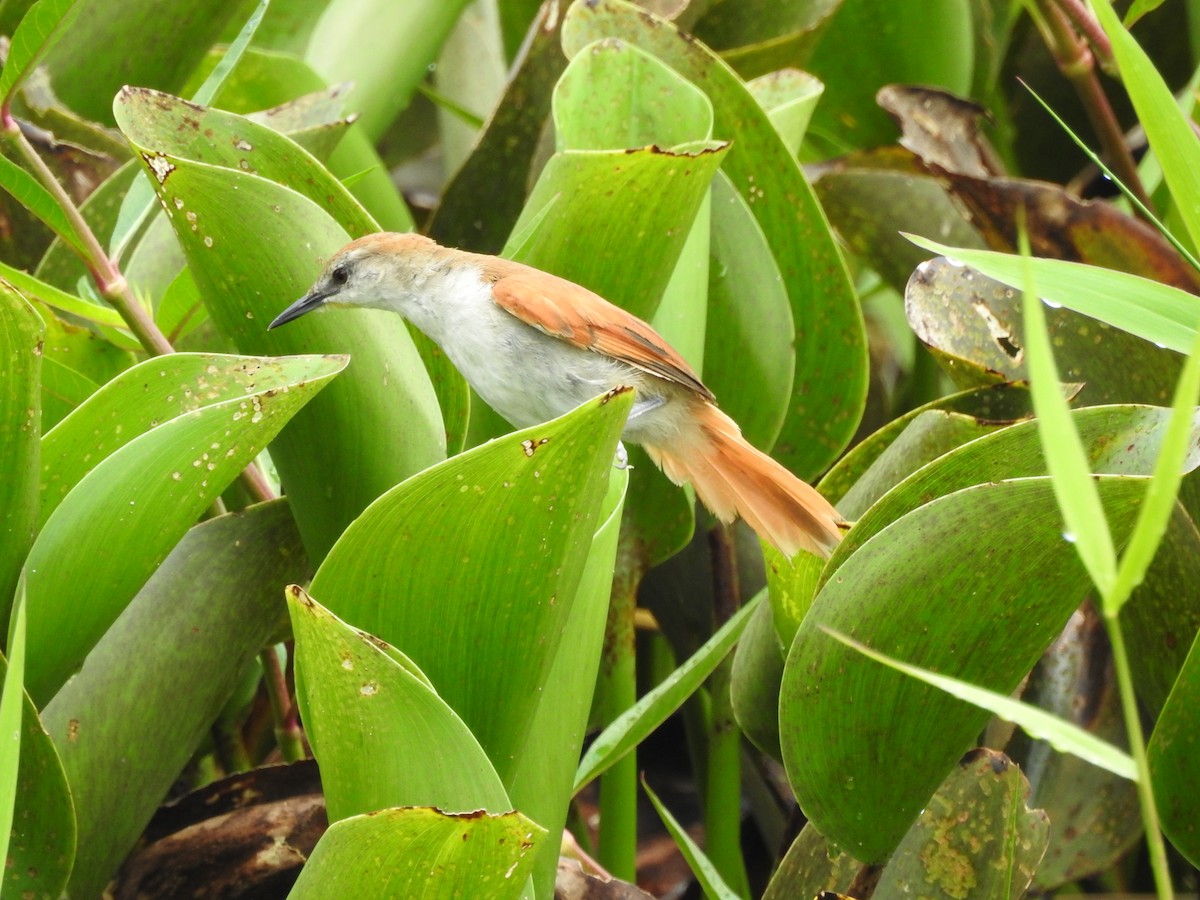 Yellow-chinned Spinetail - ML524958981