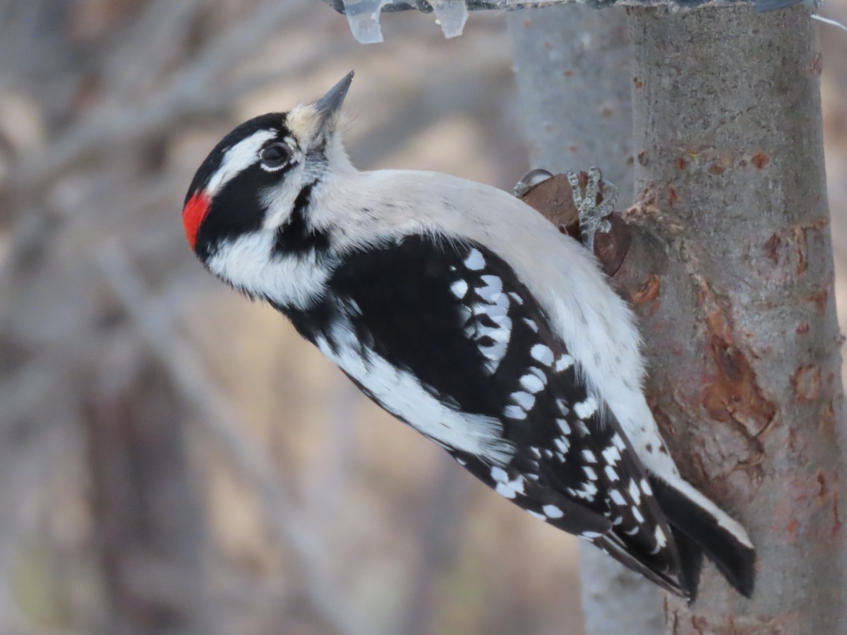 Downy Woodpecker - ML524961991