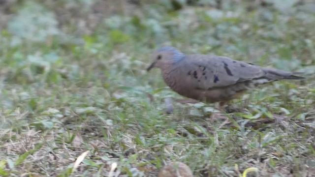 Common Ground Dove - ML524962751