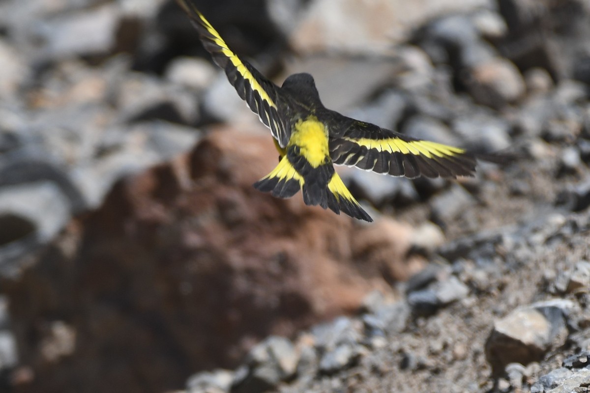 Yellow-rumped Siskin - Tristan Jobin