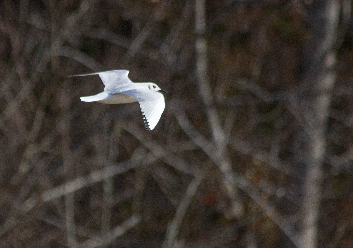Bonaparte's Gull - ML524963311