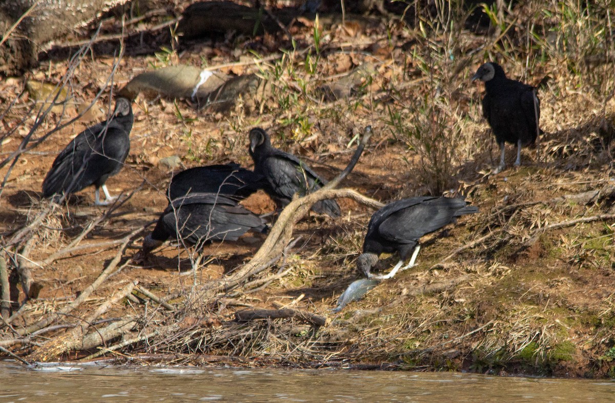 Black Vulture - ML524963531