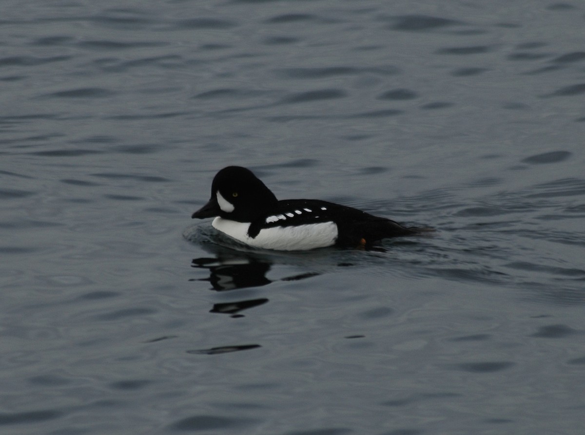 Barrow's Goldeneye - ML524963781