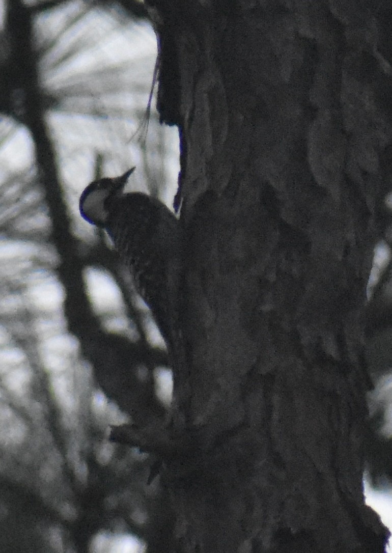 Red-cockaded Woodpecker - ML524964211