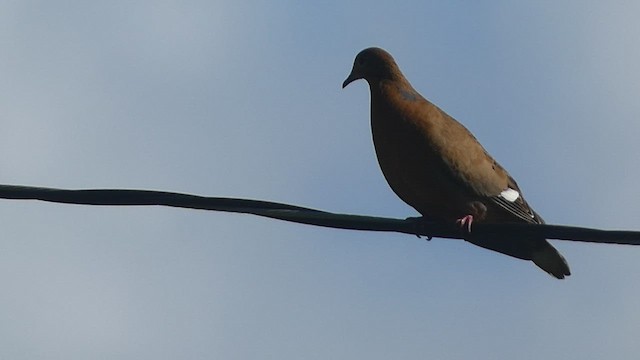 Zenaida Dove - ML524964501