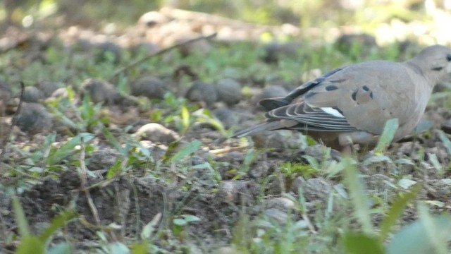 Zenaida Dove - ML524964511