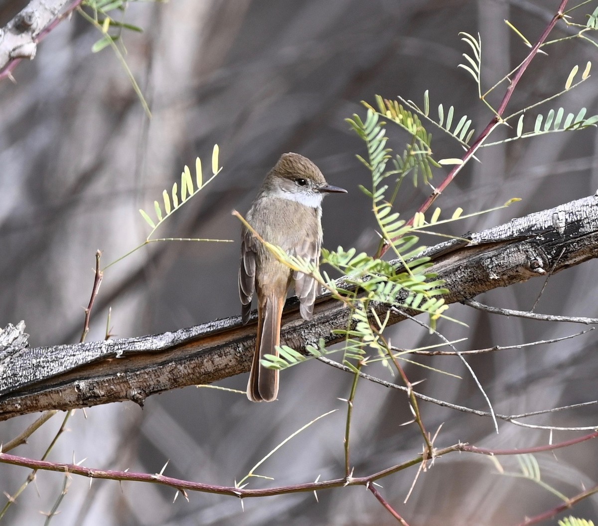 Dusky-capped Flycatcher - ML524964851