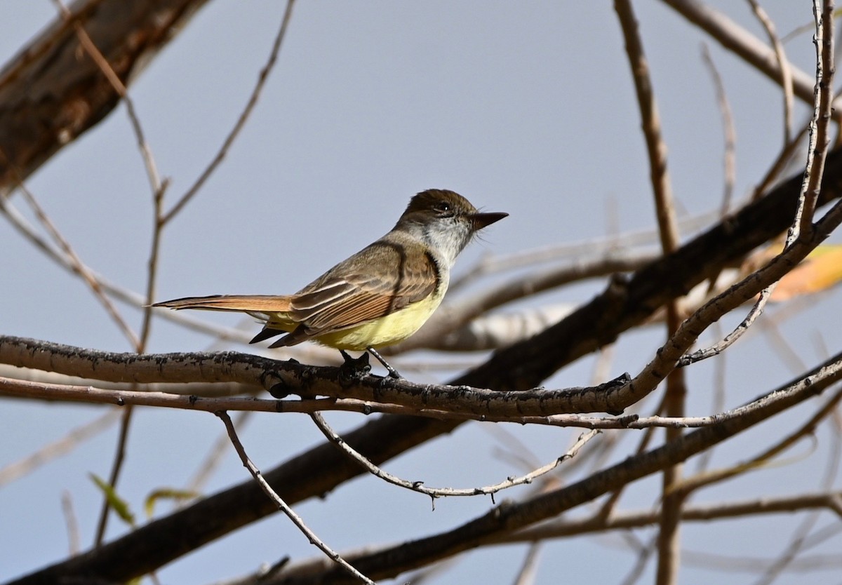 Dusky-capped Flycatcher - ML524964861