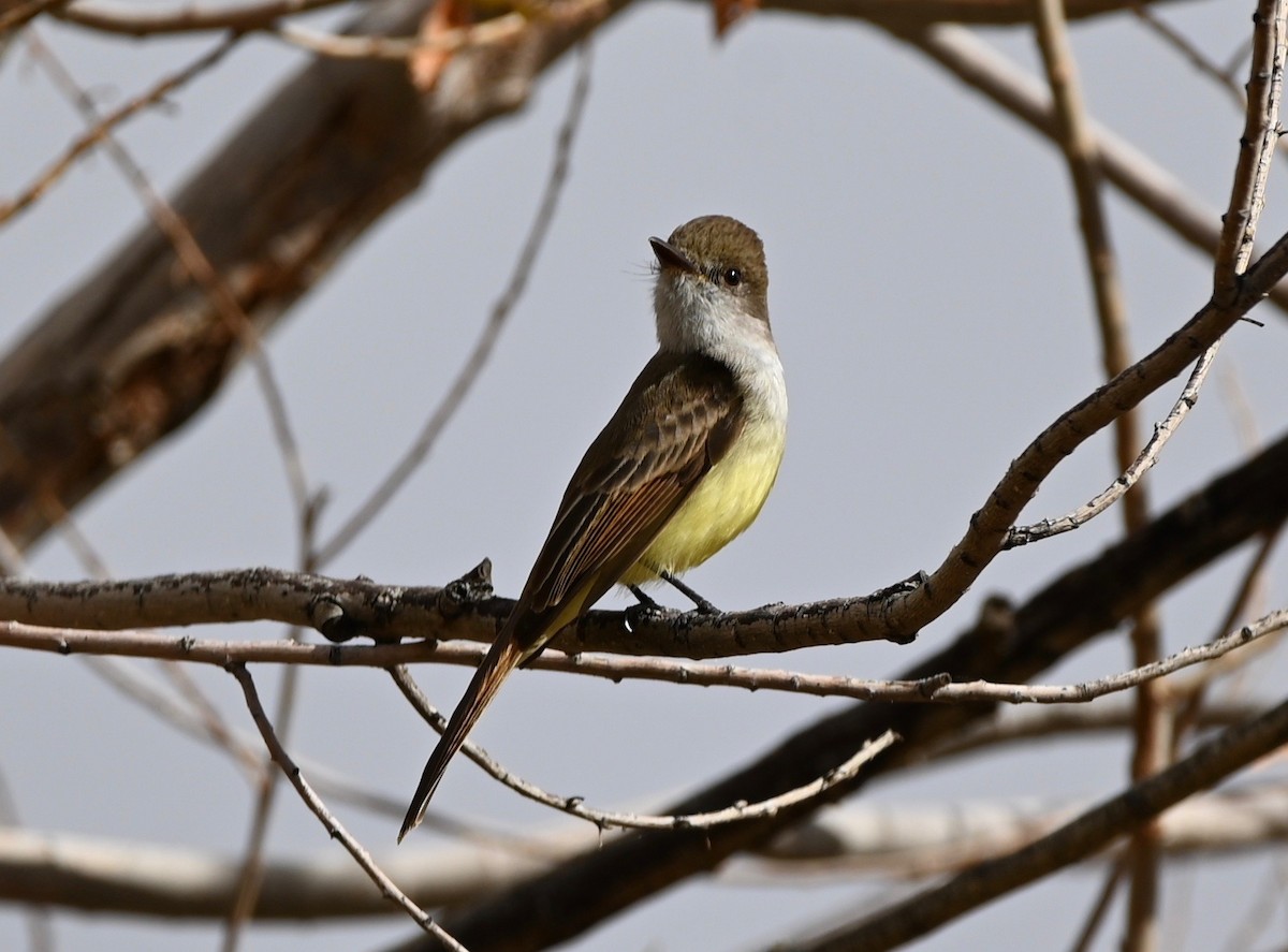 Dusky-capped Flycatcher - Jason St. Pierre