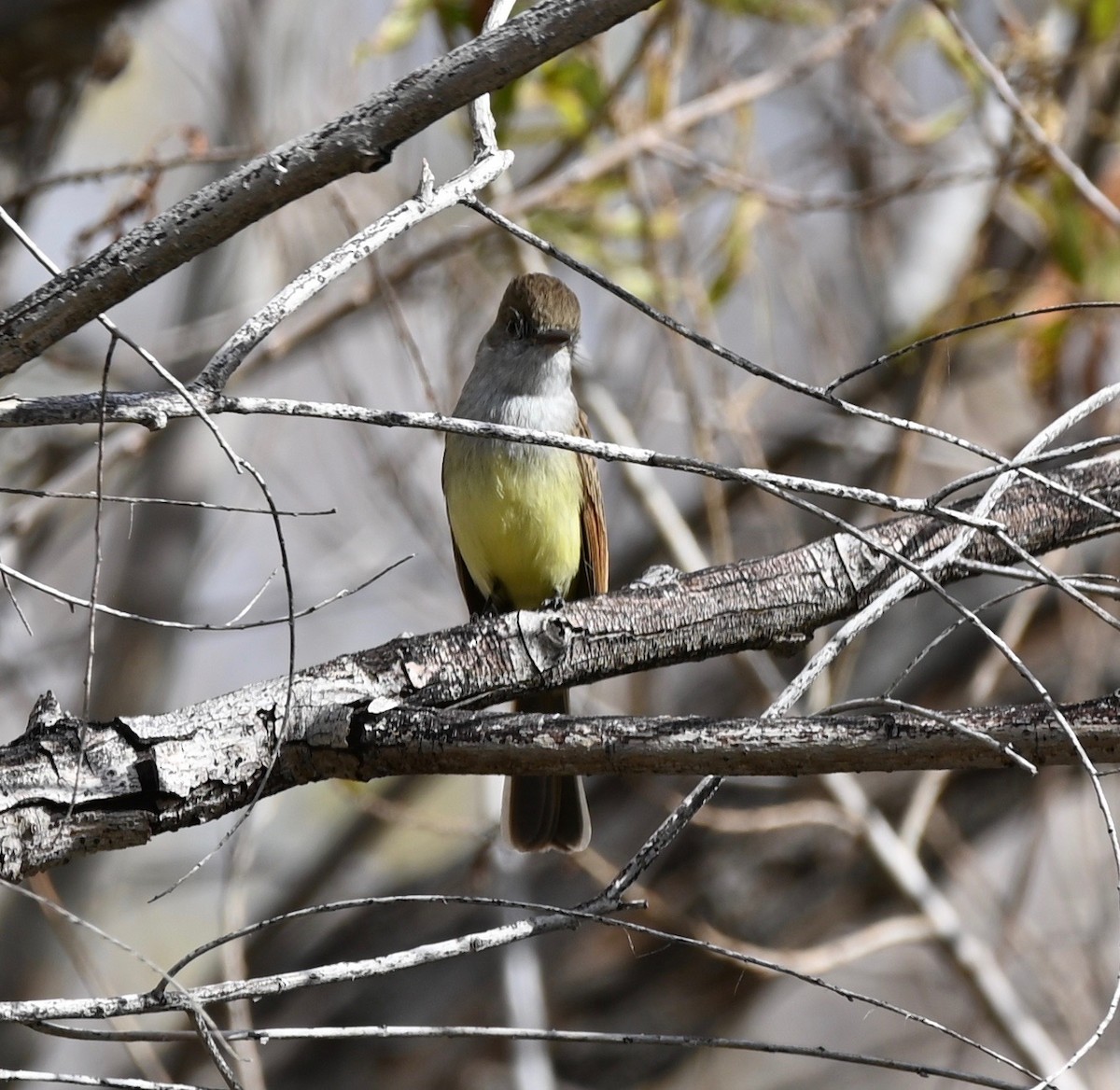 Dusky-capped Flycatcher - ML524964881