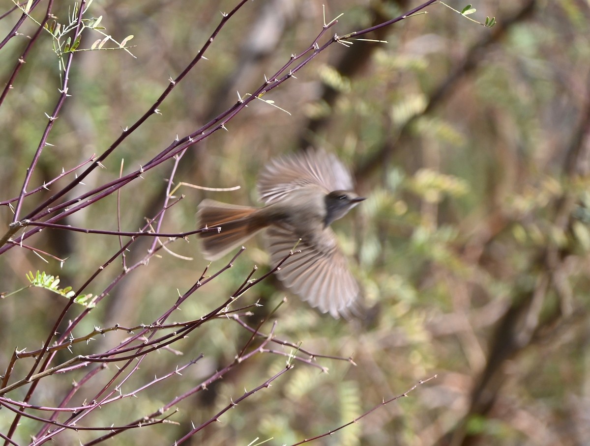 Dusky-capped Flycatcher - ML524964891