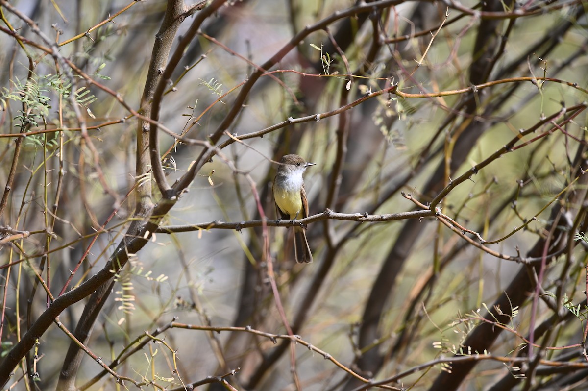 Dusky-capped Flycatcher - ML524964901