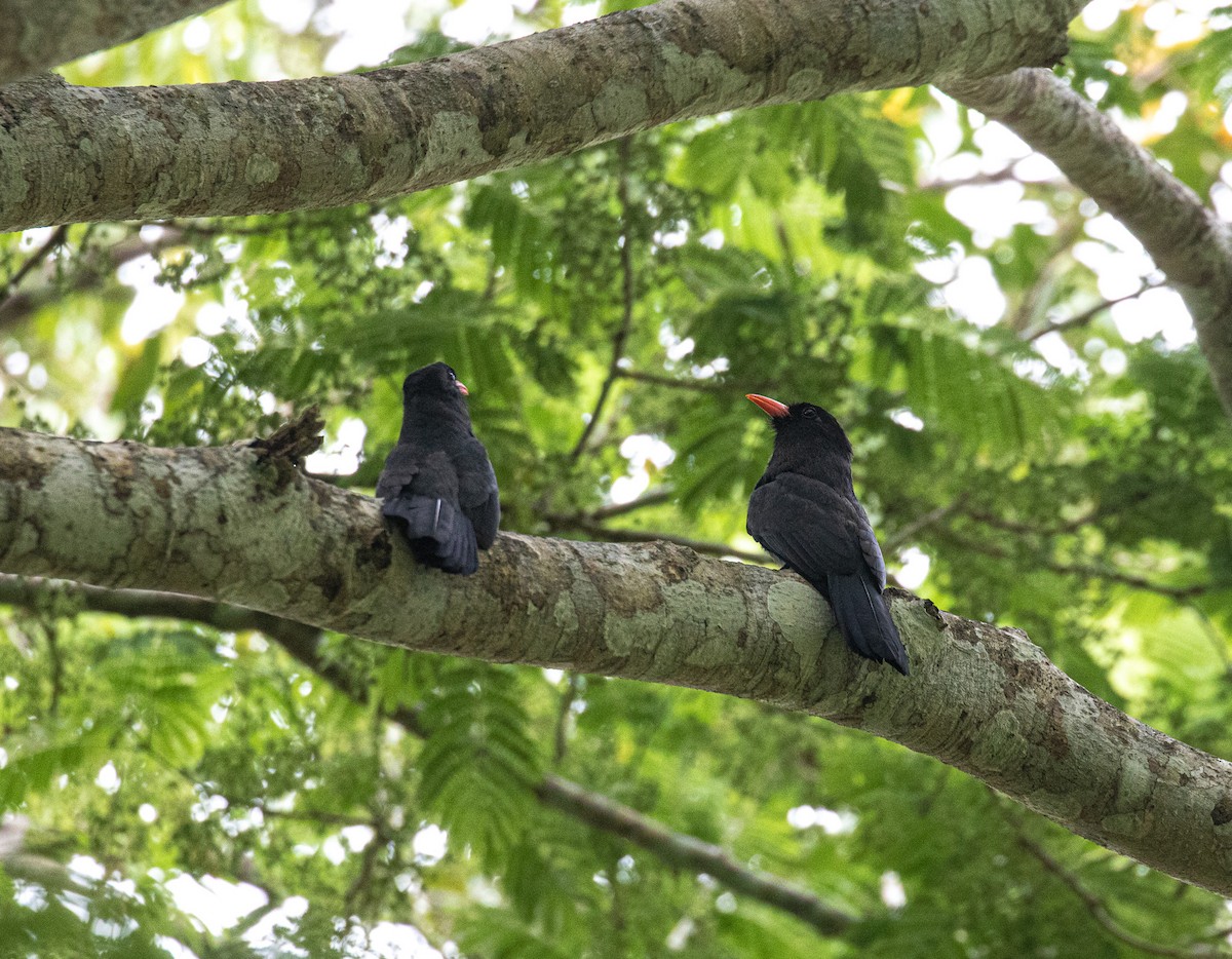 Black-fronted Nunbird - ML524965621