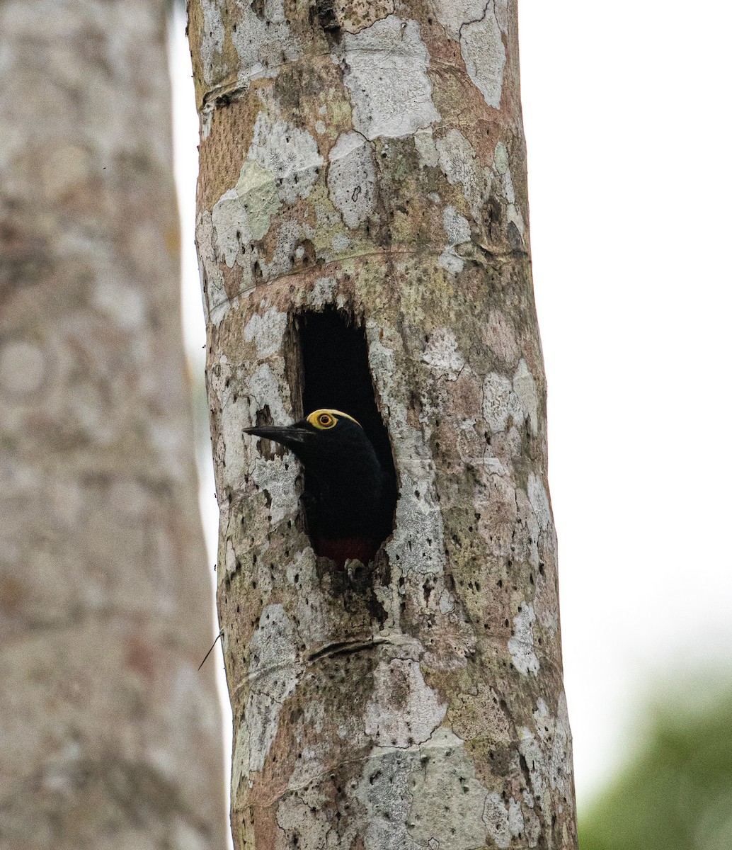 Yellow-tufted Woodpecker - ML524965691