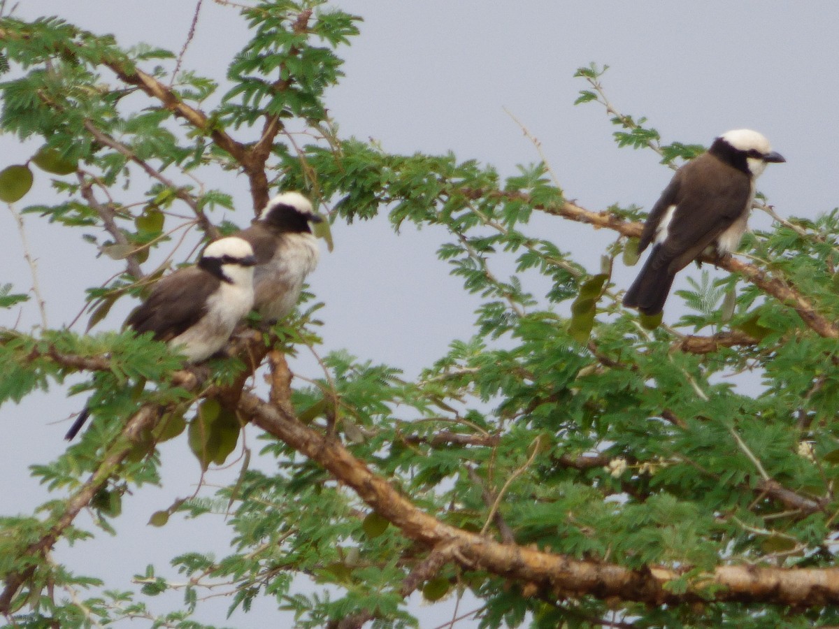 White-rumped Shrike - ML52496601