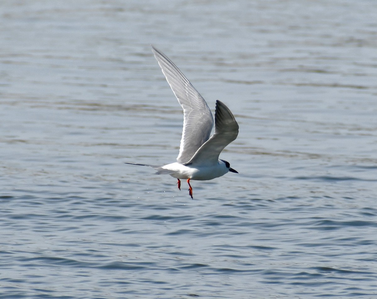 Forster's Tern - ML524966031